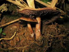 Psilocybe caerulescens