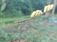 Leucauge celebesiana