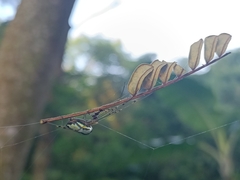 Leucauge celebesiana