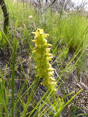 Disa cylindrica