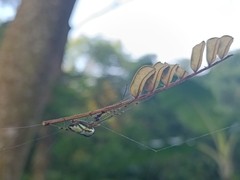 Leucauge celebesiana