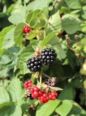 Rubus hirtus