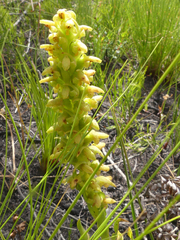 Disa cylindrica