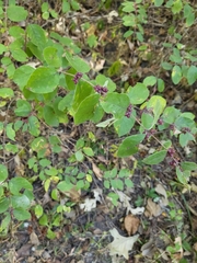 Symphoricarpos orbiculatus