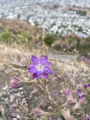 Malesherbia linearifolia