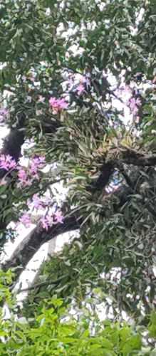 Image of Laelia autumnalis by (c) Oscar Esca, some rights reserved (CC BY)
