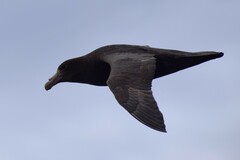 Macronectes giganteus