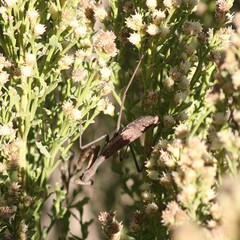 Stagmomantis
