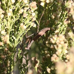 Stagmomantis