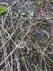 Panicum hallii