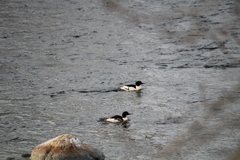 Mergus merganser americanus