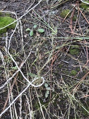 Panicum hallii