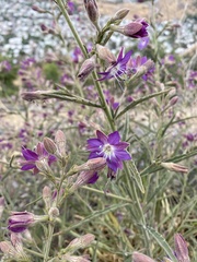 Malesherbia linearifolia