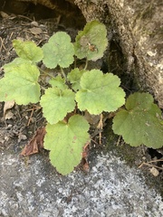 Heuchera