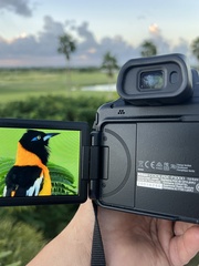 Icterus icterus