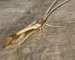 Platycentropus radiatus