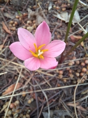 Zephyranthes fosteri