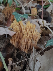 Ramaria stricta