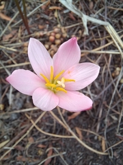 Zephyranthes fosteri