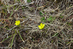Ranunculus nivalis