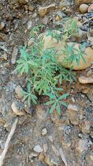 Lupinus altimontanus