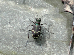 Cicindela limbalis
