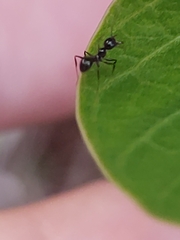 Pheidole