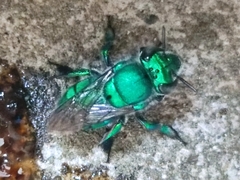 Euglossa