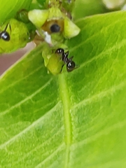 Pheidole
