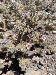 Tiquilia atacamensis