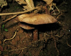 Psilocybe caerulescens