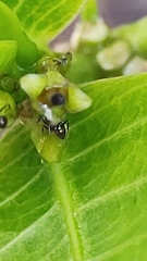 Pheidole