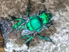 Euglossa