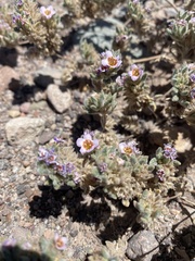 Tiquilia atacamensis