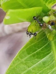 Pheidole