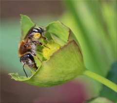 Andrena dorsata