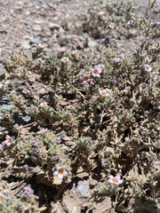 Tiquilia atacamensis