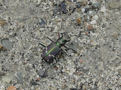 Cicindela limbalis