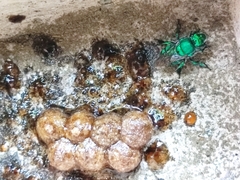 Euglossa