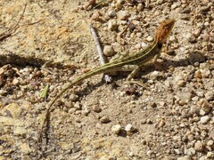 Diporiphora australis