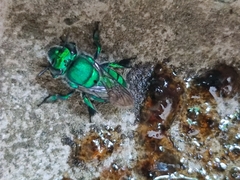Euglossa