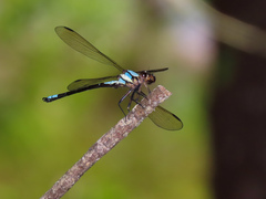Diphlebia euphoeoides