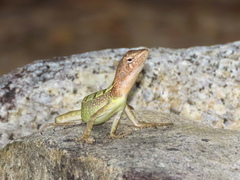 Diporiphora australis