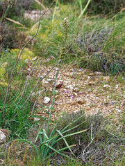 Asphodelus cerasiferus