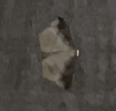 Prochoerodes lineola