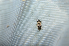 Heterogaster cathariae