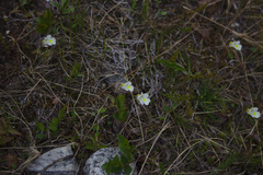 Pinguicula alpina