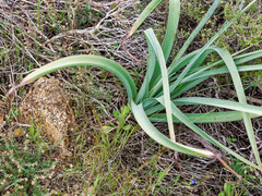 Asphodelus cerasiferus