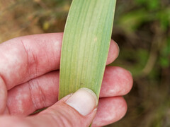 Asphodelus cerasiferus