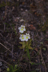 Pinguicula alpina